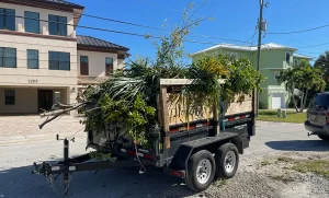 How Often Should You Trim Trees in Key Largo, FL