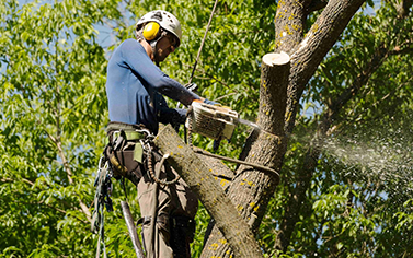 Tree Services